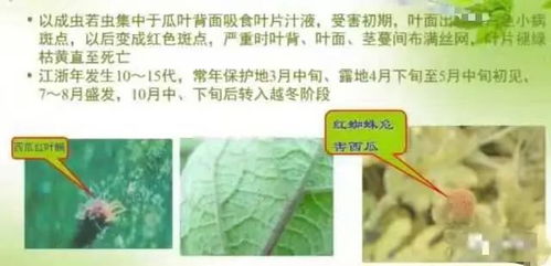 西瓜病蟲害防治和水肥營養管理